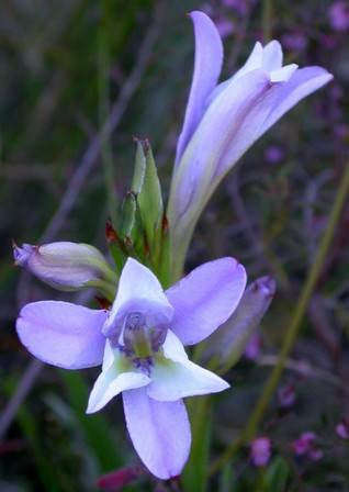 Babiana fourcadei - Baboon Root / Flower - Indigenous South African Bulb - 10 Seeds