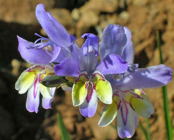 Babiana scariosa - Baboon Root / Flower - Indigenous South African Bulb - 10 Seeds