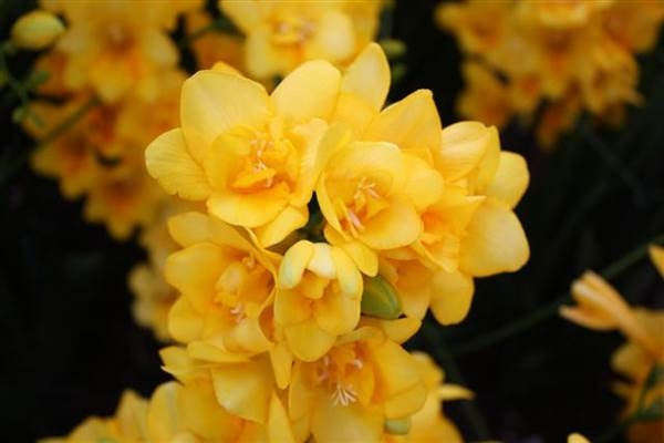 Freesia corymbosa - Indigenous South African Bulb - 10 Seeds