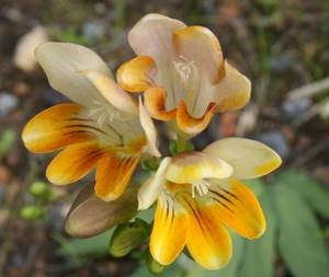 Freesia fergusoniae - Indigenous South African Bulb - 10 Seeds