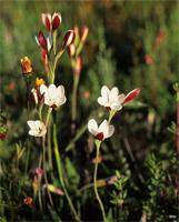 Hesperantha acuta - Indigenous South African Bulb - 5 Seeds