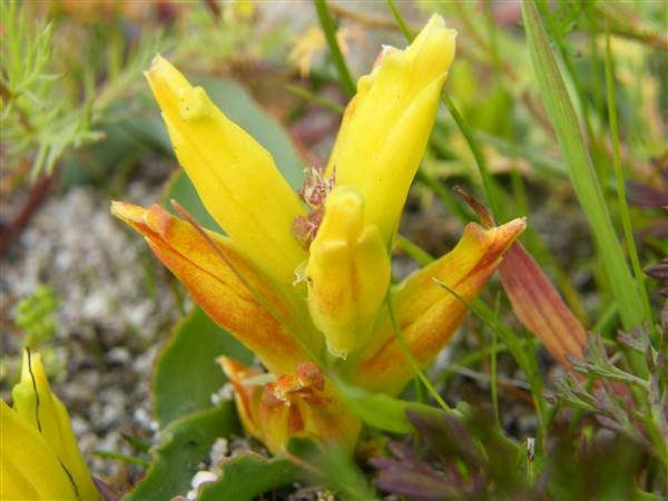 Lachenalia reflexa - Indigenous South African Bulb - 10 Seeds