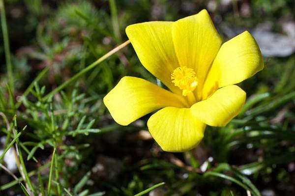 Moraea fugacissima - Indigenous South African Bulb - 10 Seeds