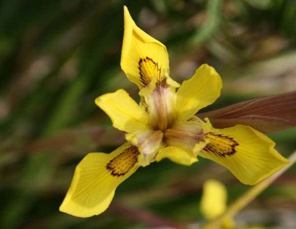 Moraea huttonii - Indigenous South African Bulb - 10 Seeds