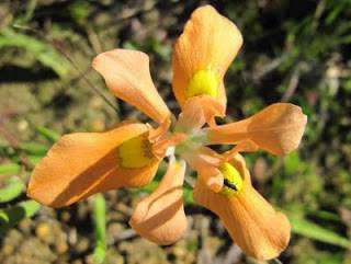 Moraea miniata (yellow) - Indigenous South African Bulb - 10 Seeds
