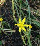 Moraea pallida yellow - Indigenous South African Bulb - 10 Seeds