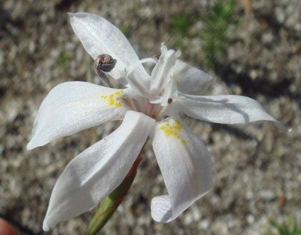 Moraea viscaria - Indigenous South African Bulb - 10 Seeds