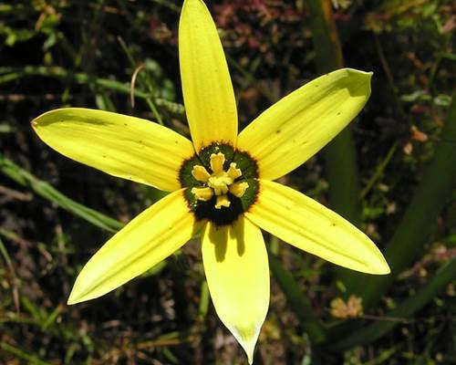 Spiloxene capensis yellow - Cape Star - Indigenous South African Bulb - 10 Seeds