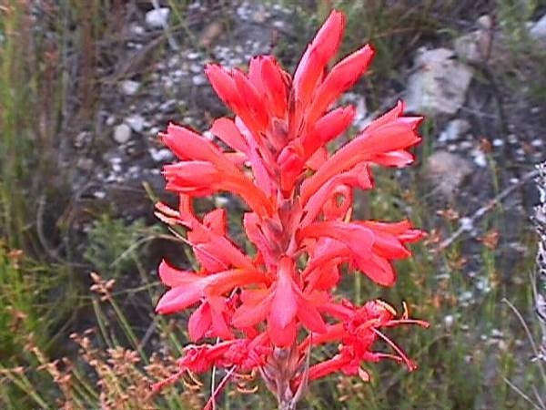 Tritoniopsis triticea - Indigenous South African Bulb - 10 Seeds