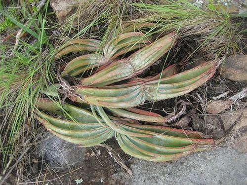 Aloe suprafoliata - Boekaalwyn - Indigenous South African Succulent - 10 Seeds