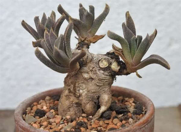 Aloinopsis orpenii - Indigenous South African Succulent - 10 Seeds