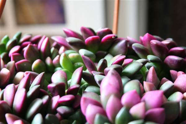 Anacampseros rufescens - Indigenous South African Succulent - 10 Seeds