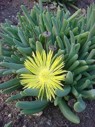 Cheiridopsis marlothii - Indigenous South African Succulent - 10 Seeds
