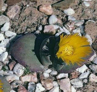 Cheiridopsis peculiaris - Mimicry Plant - Indigenous South African Succulent - 10 Seeds
