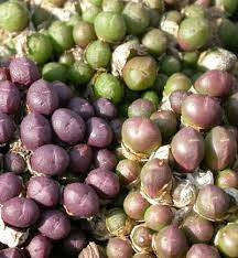 Conophytum uviforme ssp subincanum - Indigenous South African Succulent - 10 Seeds