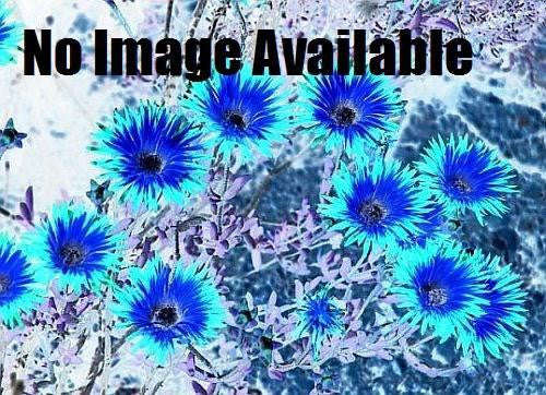 Drosanthemum ligue - Indigenous South African Succulent - 10 Seeds