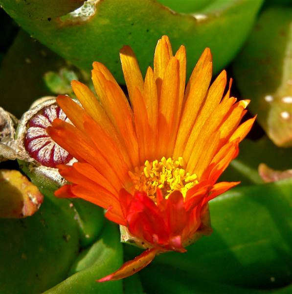 Glottiphyllum linguiforme - Tongblaarvygie - Indigenous South African Succulent - 10 Seeds