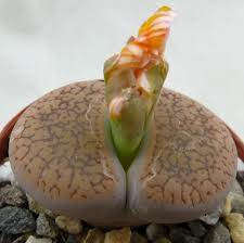 Lithops aucampiae var koelemanii - Living Stones - Indigenous South African Succulent - 10 Seeds