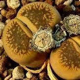 Lithops aucampiae "Storms snowcap" - Living Stones - Indigenous South African Succulent - 10 Seeds