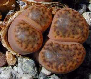 Lithops bromfieldii insularis  - Living Stones - Indigenous South African Succulent - 10 Seeds