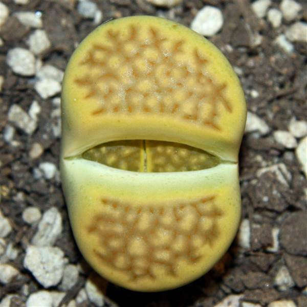 Lithops bromfieldii insularis sulphurea C362 - Living Stones - Indigenous South African Succulent...