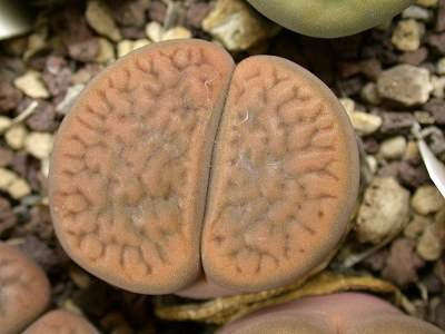 Lithops hookeri v hookeri - Living Stones - Indigenous South African Succulent - 10 Seeds
