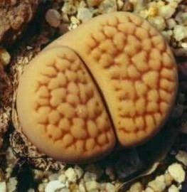 Lithops hookeri lutea - Living Stones - Indigenous South African Succulent - 10 Seeds