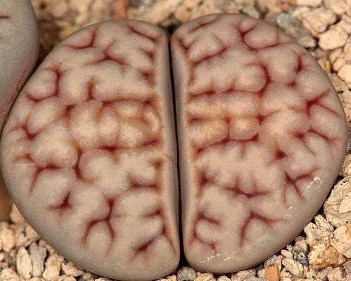 Lithops karasmontana erniana - Living Stones - Indigenous South African Succulent - 10 Seeds