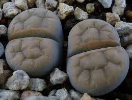Lithops karasmontana signalberg - Living Stones - Indigenous South African Succulent - 10 Seeds