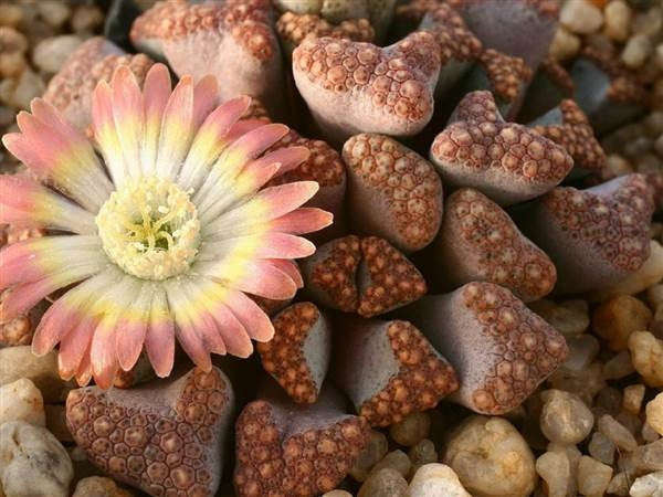 Titanopsis hugo schlechteri - Indigenous South African Succulent - 10 Seeds