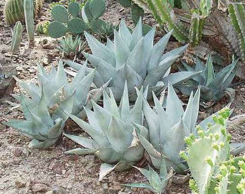Agave desertii - Desert Agave - Exotic Succulent - 10 Seeds