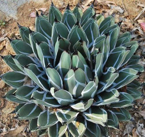 Agave ferdinandi-regis - King Agave - Exotic Succulent - 10 Seeds