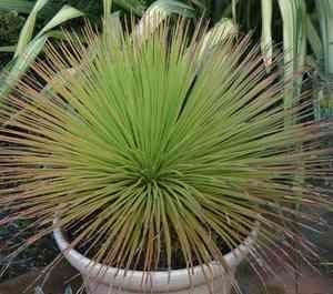 Agave gemminiflora - Hedgehog Agave - Exotic Succulent - 10 Seeds