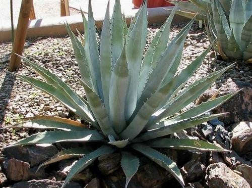 Agave mckelvyana - McKelvey's Century Plant - Exotic Succulent - 10 Seeds