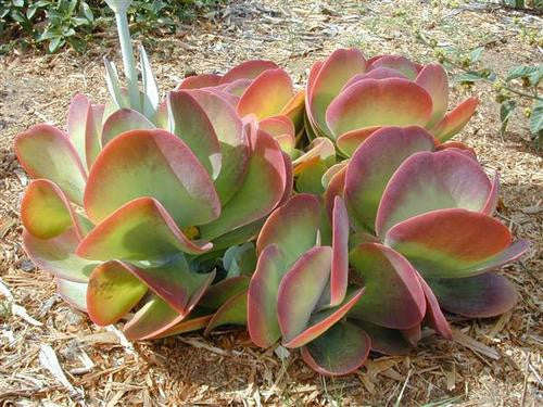 Kalanchoe luciae - Paddle Plant - Exotic Succulent - 10 Seeds