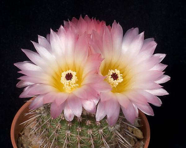 Notocactus rutilans - Exotic Succulent Cactus - 10 Seeds