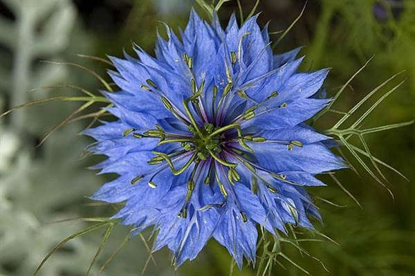 Nigella sativa - Black Cumin / Black Caraway - Medicinal Plant - 20 Seeds