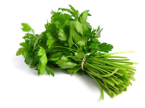 Coriander - ORGANIC - Herb - 100 Seeds