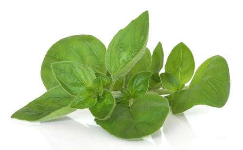 Marjoram - ORGANIC - Herb - 100 Seeds