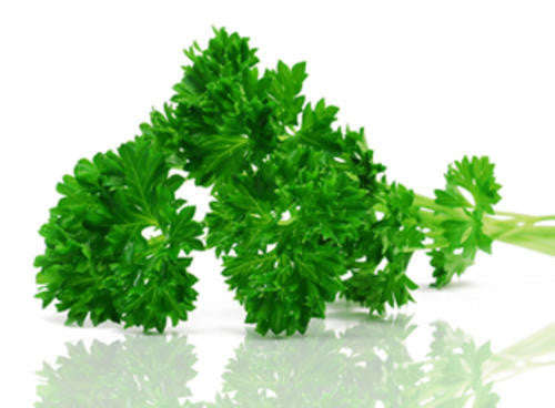 Curly Parsley - ORGANIC - Herb - 150 Seeds