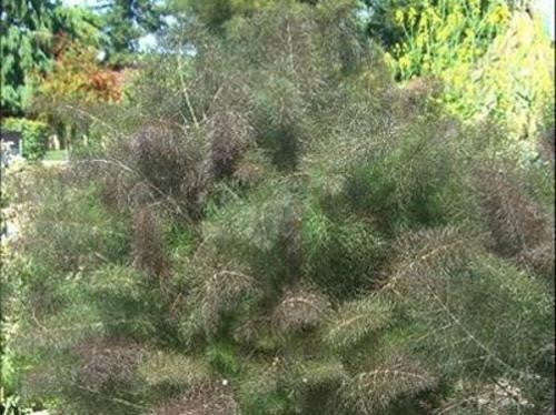 Smokey Bronze Fennel - Herb - 25 Seeds