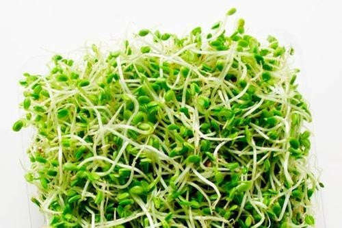 Fenugreek - ORGANIC - Sprouting Seeds - 100 gram