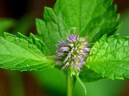 Korean Mint - Herb - 250 Seeds