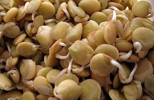 Green Lentils - ORGANIC - Sprouting Seeds - 500 gram
