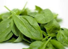 Sorrel'De Belleville' FrenchSorrelSeeds - Herb - 500 Seeds