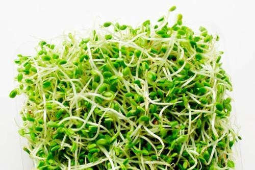 Alfalfa - Sprouting Seeds - 100 gram