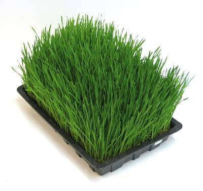 Barley - Sprouting Seeds - 100 grams