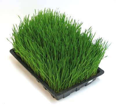 Barley - Sprouting Seeds - 100 grams