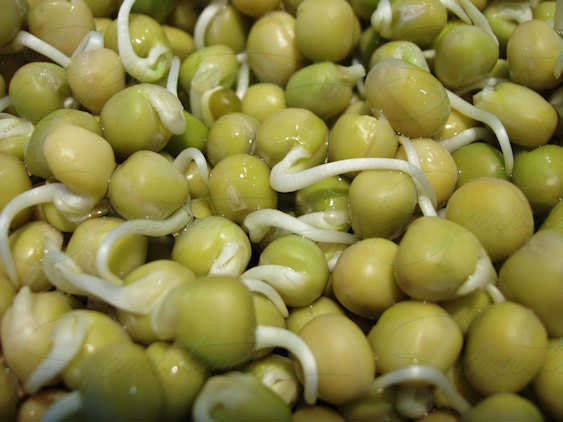 Green Peas - Sprouting / Microgreen Seeds - 100 gram