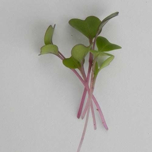 Purple Kohlrabi - Sprouting / Microgreen Seeds - 1kg